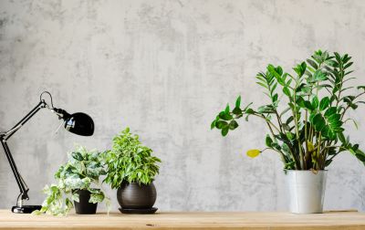 Wallpaper Border Installation in Denver County, CO
